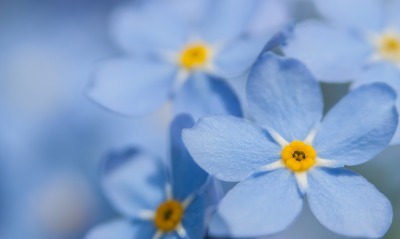 цветы голубые макро размытость