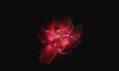 цветок бордовый черный фон