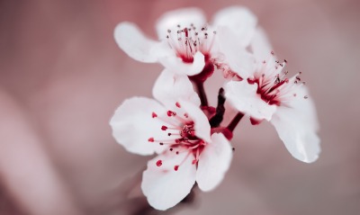 цветение цветок белый размытость