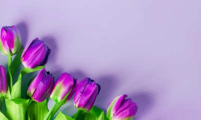 тюльпаны, фиолетовые