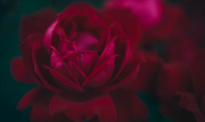 роза бордовый бутон лепестки
