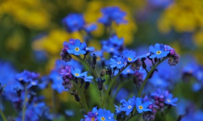 незабудки цветы голубые синие