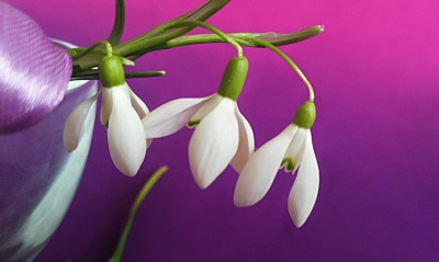 цветы подснежники весна фиолетовый