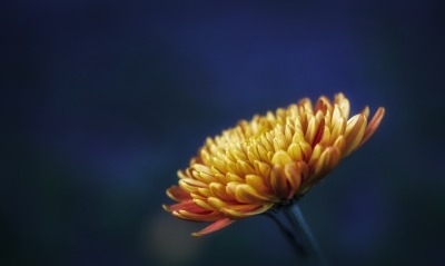 цветок крупный план хризантема