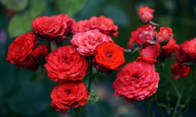 роза куст красный