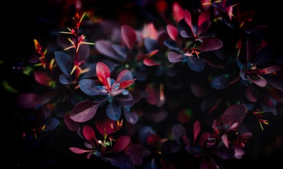 листья фиолетовый куст