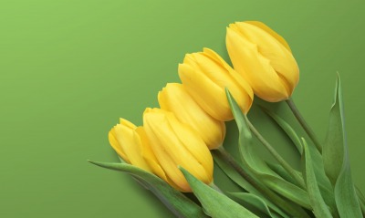 тюльпаны, зеленый фон