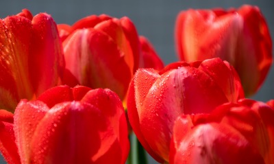 тюльпаны бордовые цветы красные бутоны