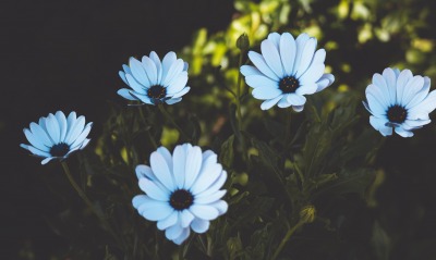 маргаритка ромашка цветы голубые