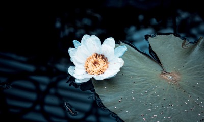 кувшинка цветок лист водоем