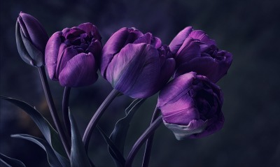 тюльпаны фиолетовый темный