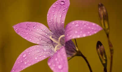 цветок капли лепестки колокольчик розовый