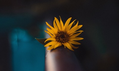 цветок желтый перила лепестки
