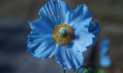 цветок голубой синий