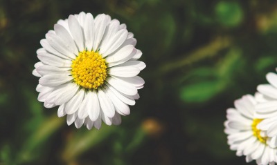 цветок ромашка белый лепестки крупный план