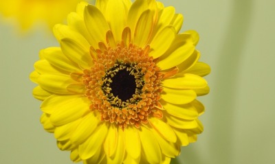 подсолнух желтый цветок крупный план
