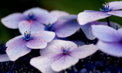 цветы анютины глазки фиолетовый макро