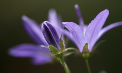 колокольчик цветы фиолетовые макро