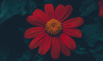 цветок, бордовый