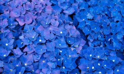 цветы, синие