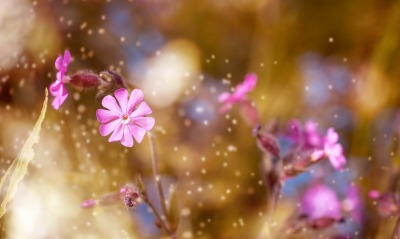 цветы полевые макро частицы