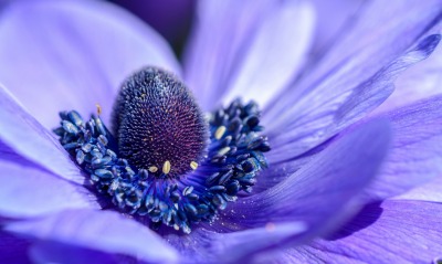 цветок пестик фиолетовый макро