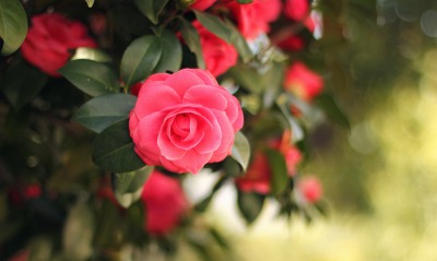 роза кустовая цветок розовый
