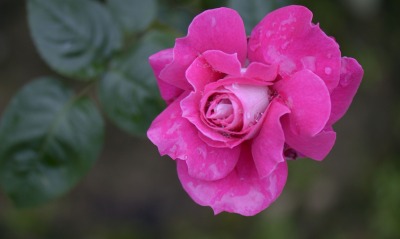 цветок розовый роза кустовая