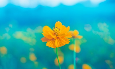 цветок циан боке крупный план желтый