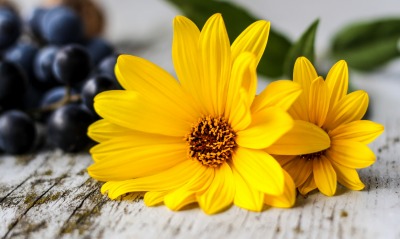 цветок желтый лепестки доски