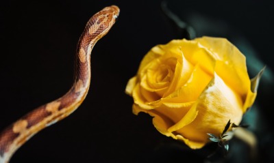 роза желтая, змея