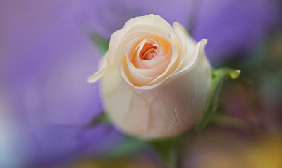 цветок роза белая бутон крупный план