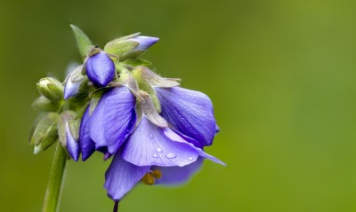 цветок голубой крупный план капли