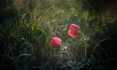 тюльпаны дождь трава