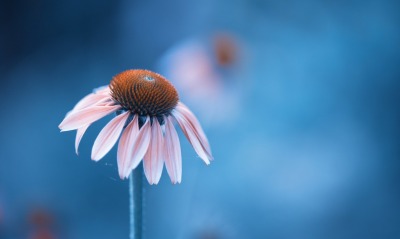 цветок лепестки крупный план синий фон