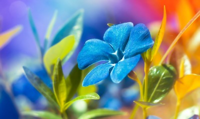 цветок синий цвета краски