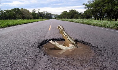 Крокодил в луже на дороге