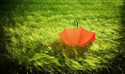 Зонтик на траве