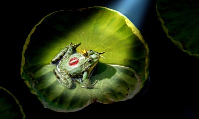 природа графика лягушка принц корона nature graphics frog Prince crown