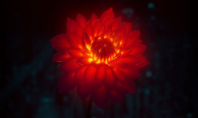 цветок огненный красный свечение
