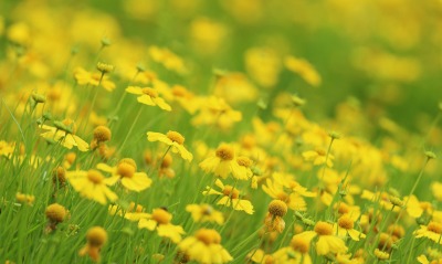 цветы желтые поляна трава