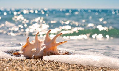 ракушка море пляж песок блики