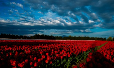 тюльпаны поляна цветы небо пасмурность