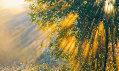 лучи дерево солнце трава туман