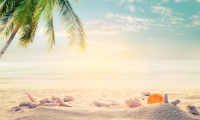 пляж, песок, пальма