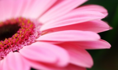 Цветок розовый макро