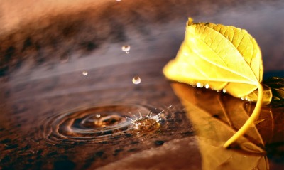 листок капля желтый на воде