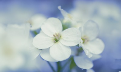 Цветы белые макро