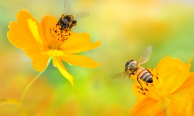 Пчелы цветы желтые