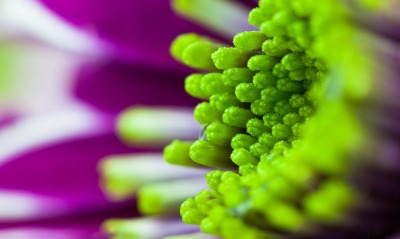 макро цветок зелено-фиолетовый